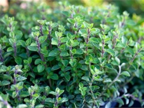 herbs of rhodes and their benefits matzourana